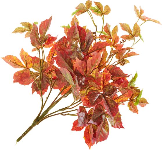 Leaf shrub
