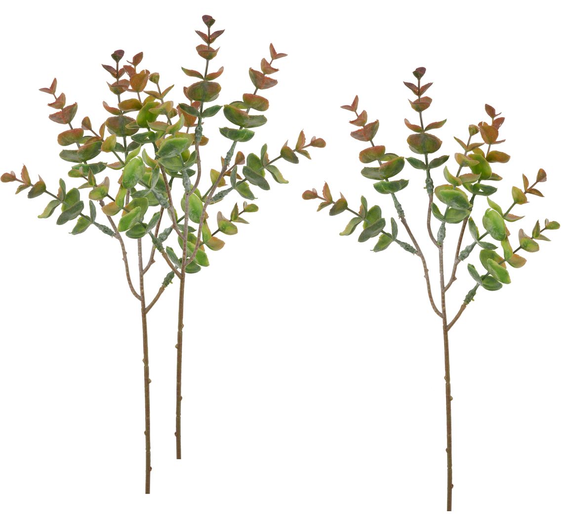 VBS Eucalyptus "Bendigo" - Bruin/Groen