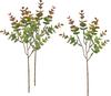 VBS Eucalyptus "Bendigo"