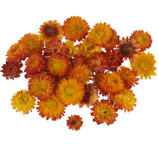 Straw flower heads