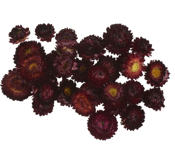 Straw flower heads