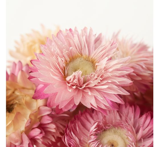 Straw flower heads