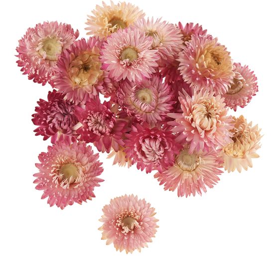Straw flower heads