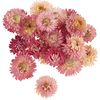 Straw flower heads Pink