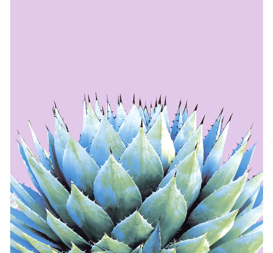 Servet "Succulente" - 5 stuks