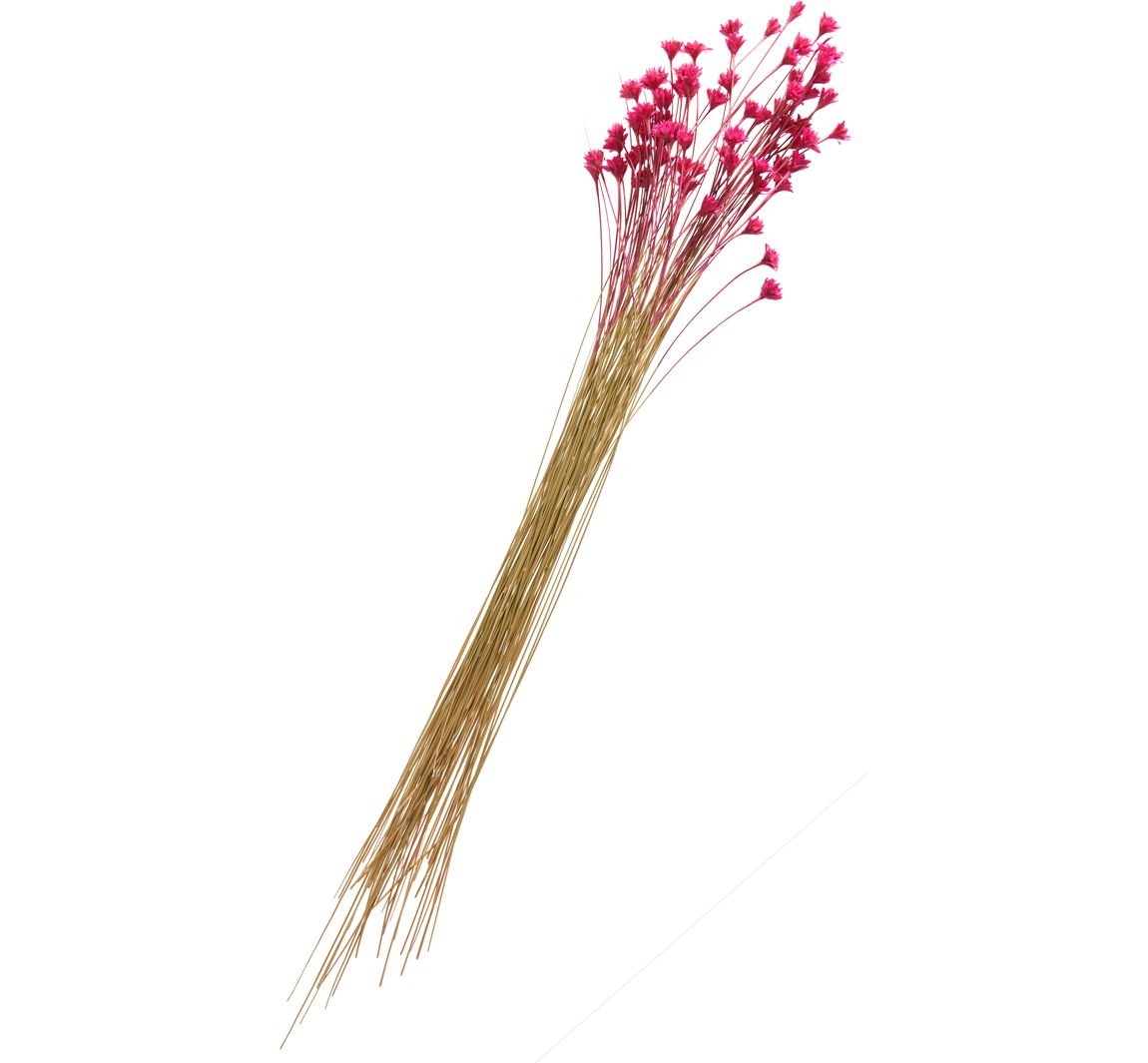 Hillflower - Rozig