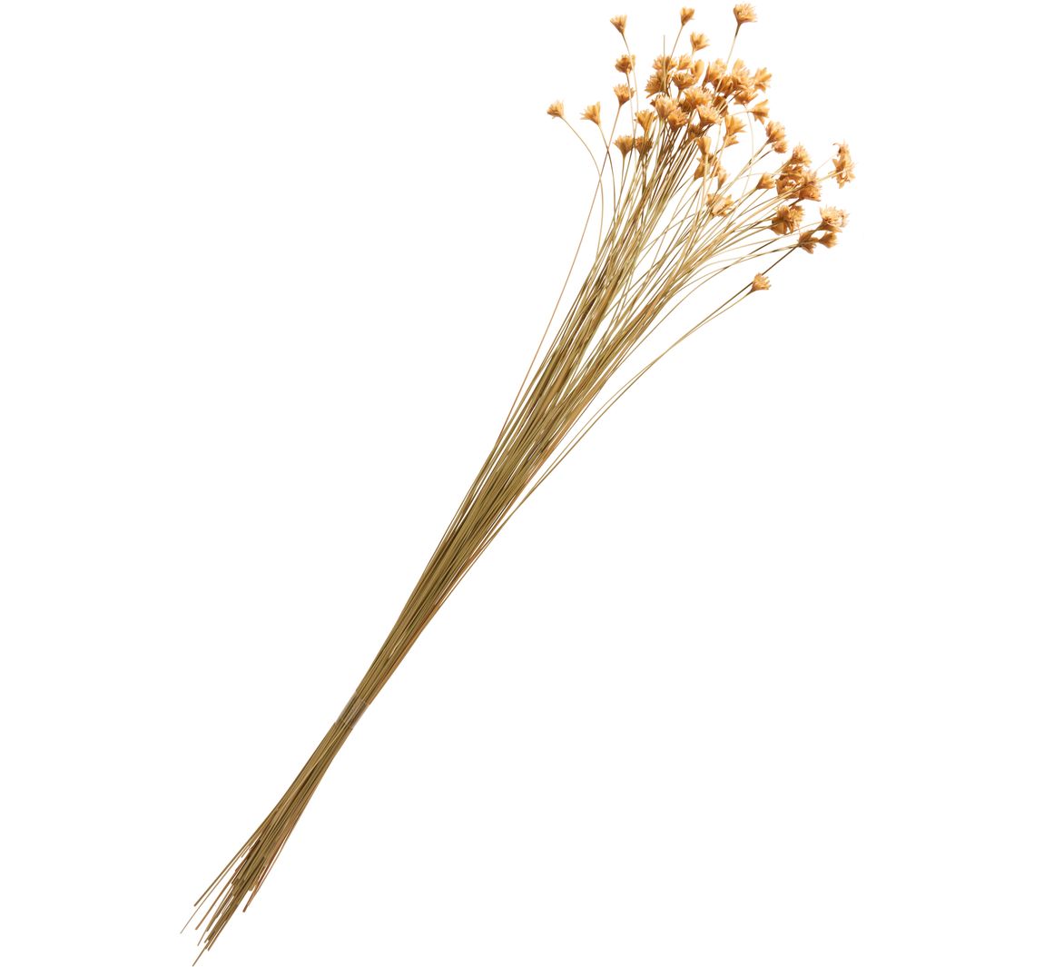 Hillflower - Natuur