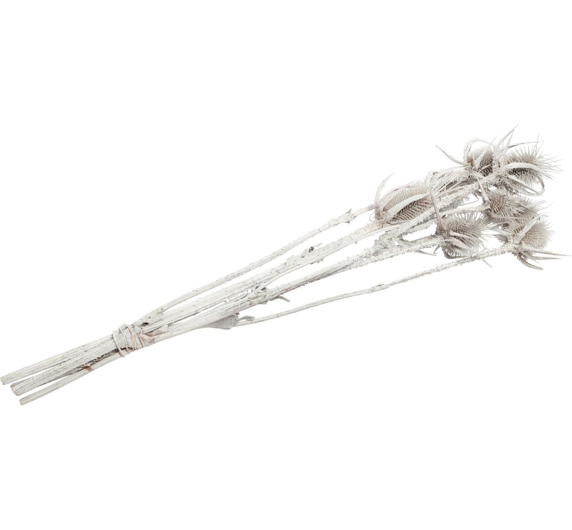 Gedroogde bloemen "Card thistle" - Wit