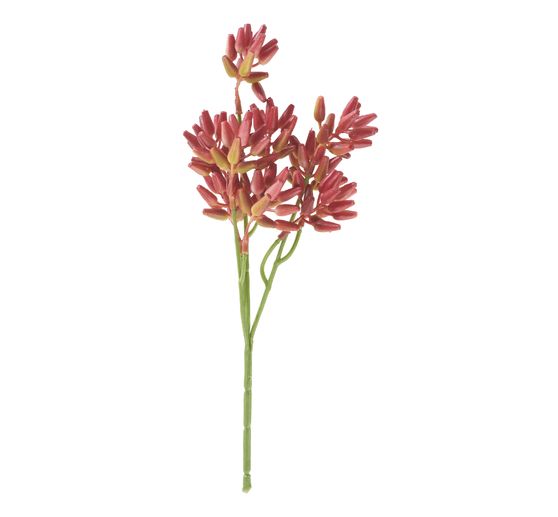 Succulent tak