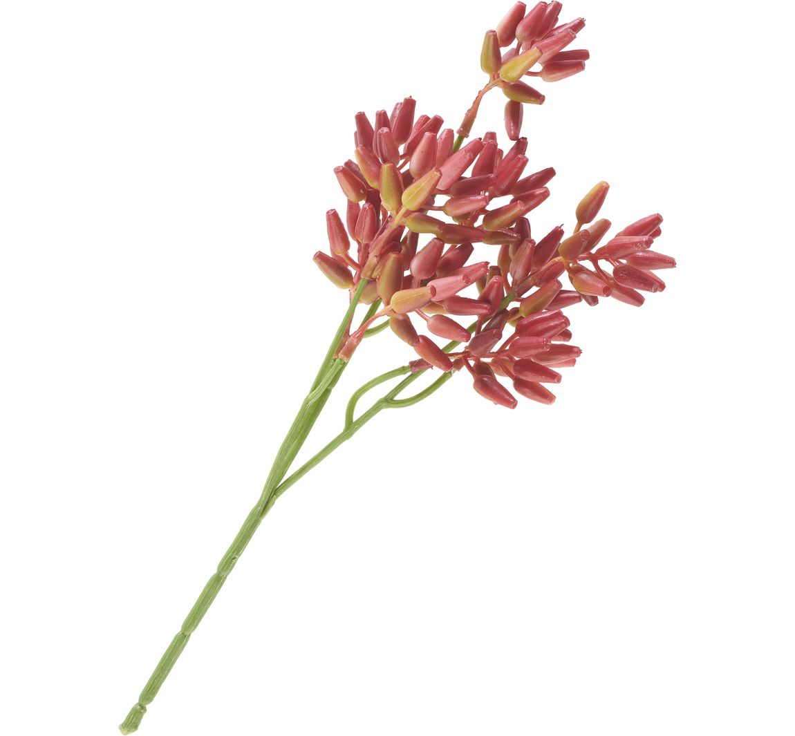 Succulent tak - Rood