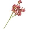 Succulent tak Rood
