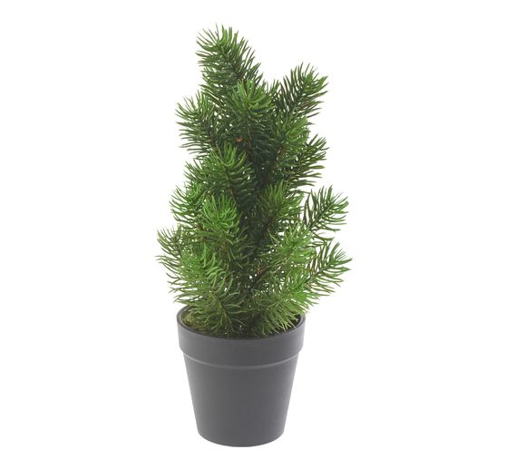 Edeldennenboom "Rory" in pot
