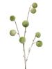 Pompon twig, snow-covered
