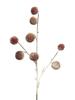 Pompon twig, snow-covered