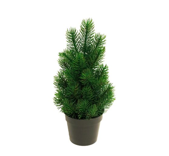 Noble fir tree "Rory" in pot