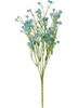 Veld weduwe bloem "Evergreen"