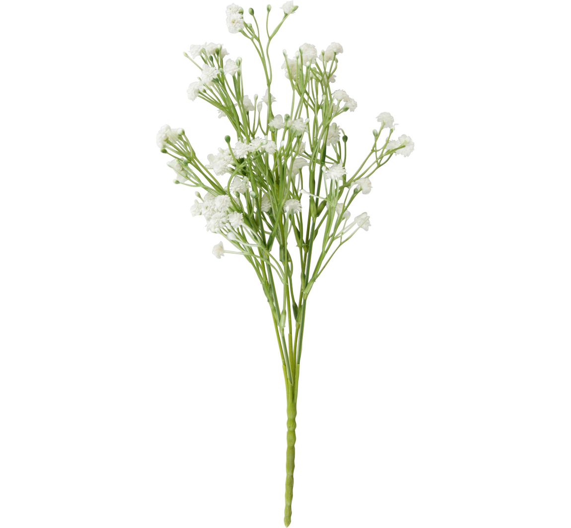Veld weduwe bloem "Evergreen" - Wit