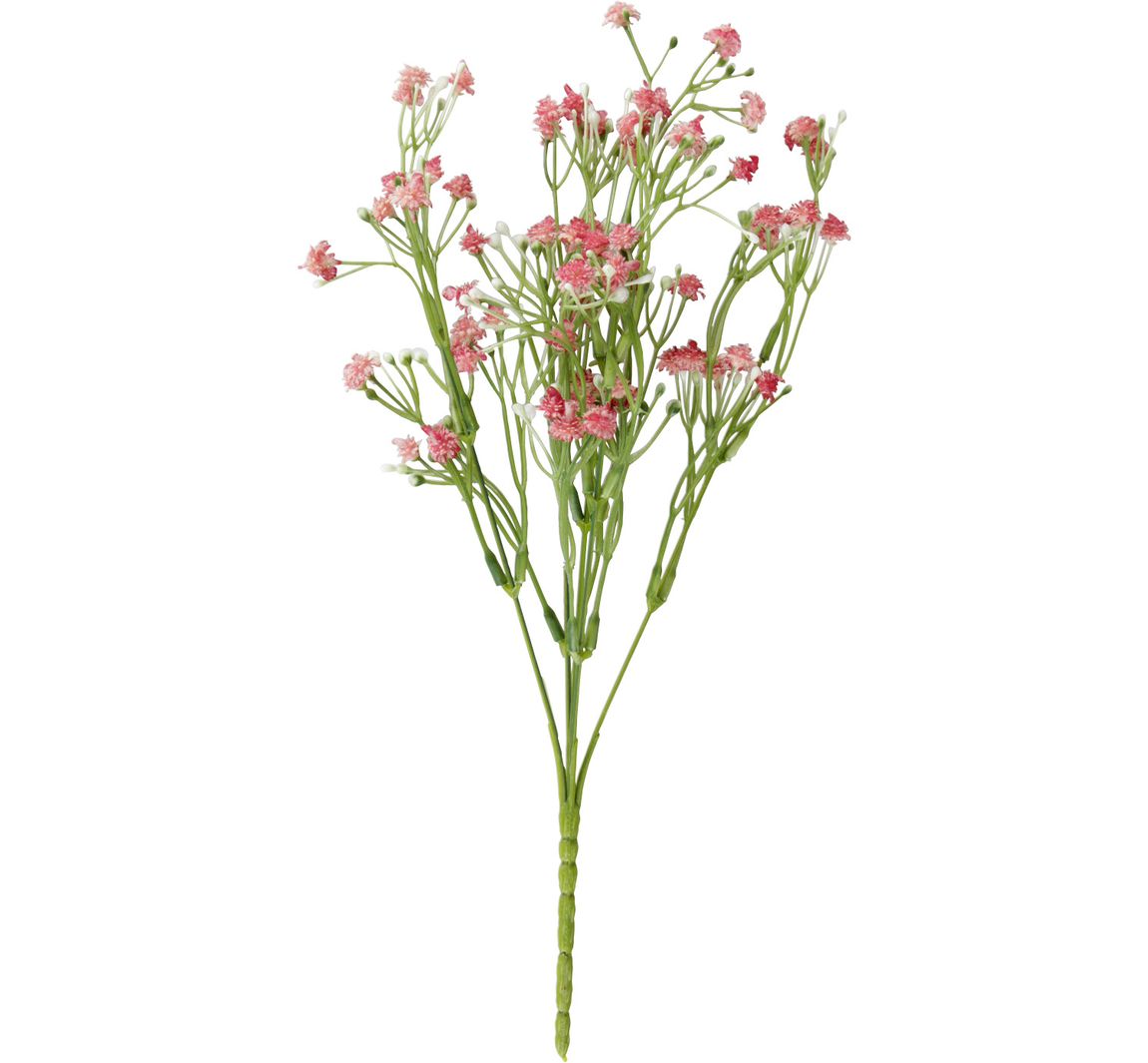 Veld weduwe bloem "Evergreen" - Roze