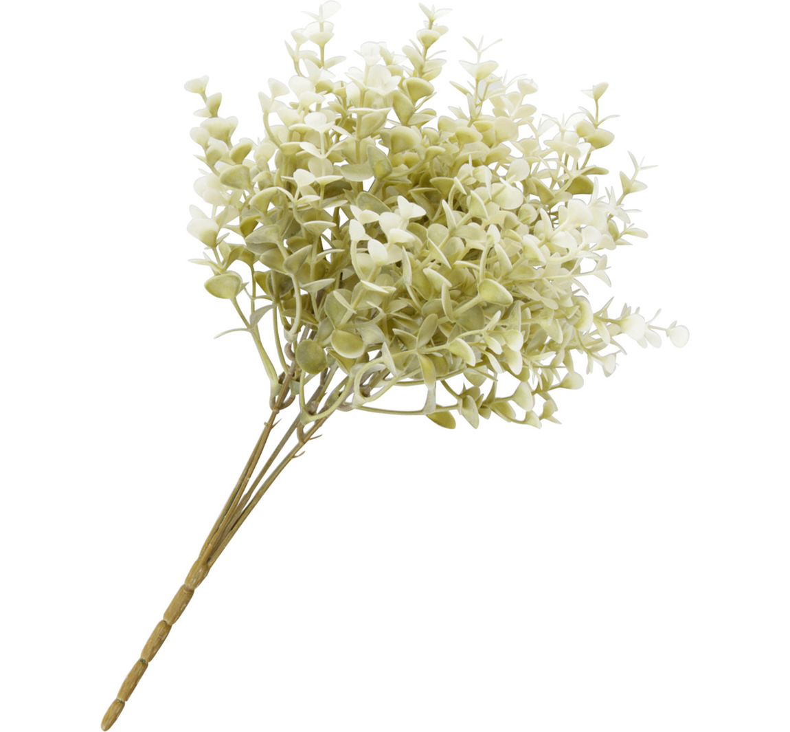 Buxustak "Evergreen" - Créme