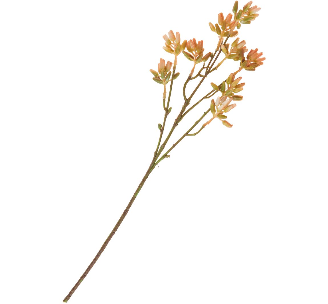 Succulent tak - Oranje