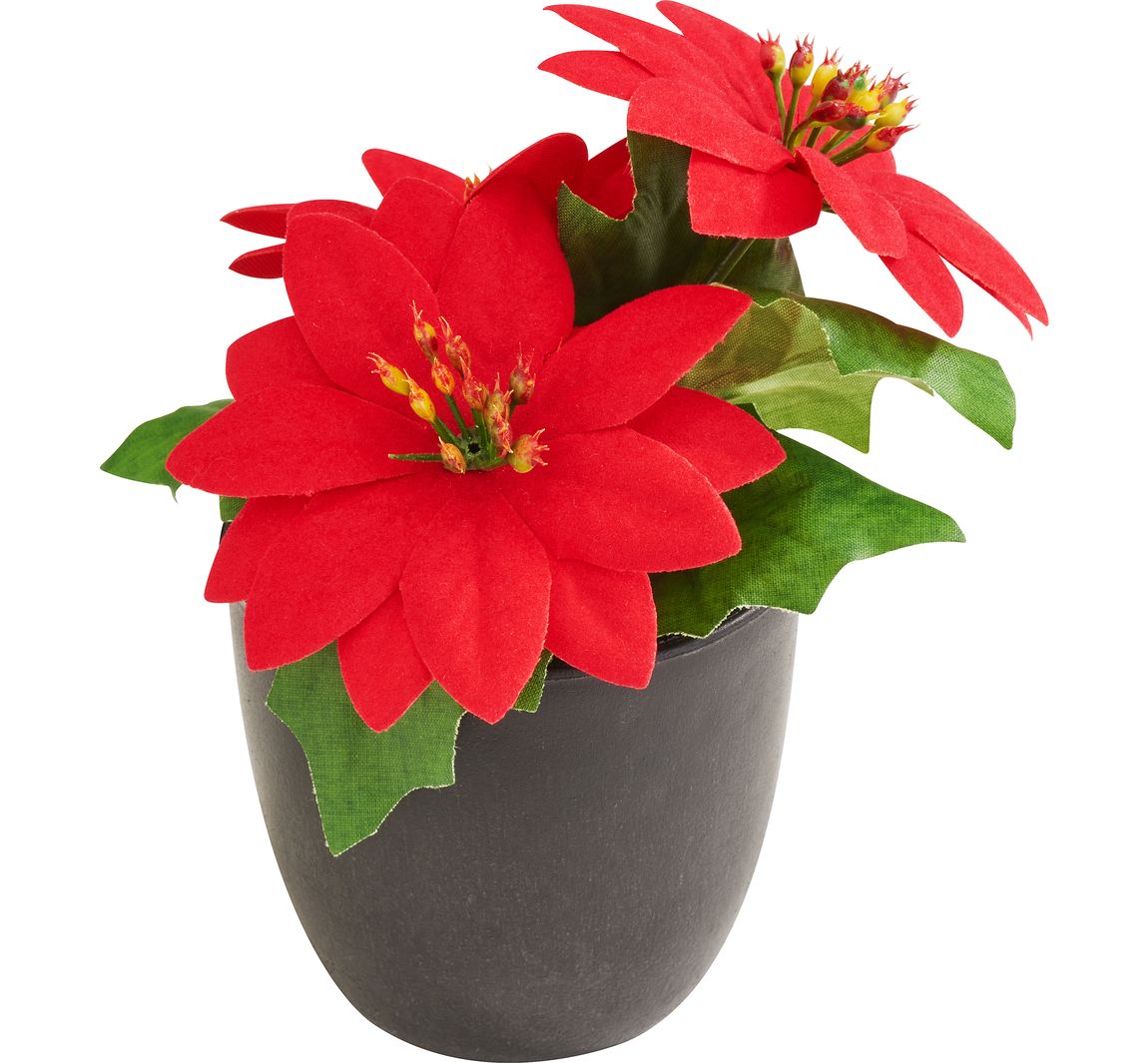 Kerstster "Gloria" in een pot - Rood