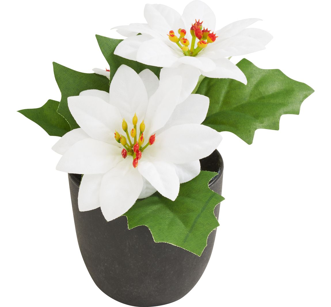 Kerstster "Gloria" in een pot - Créme