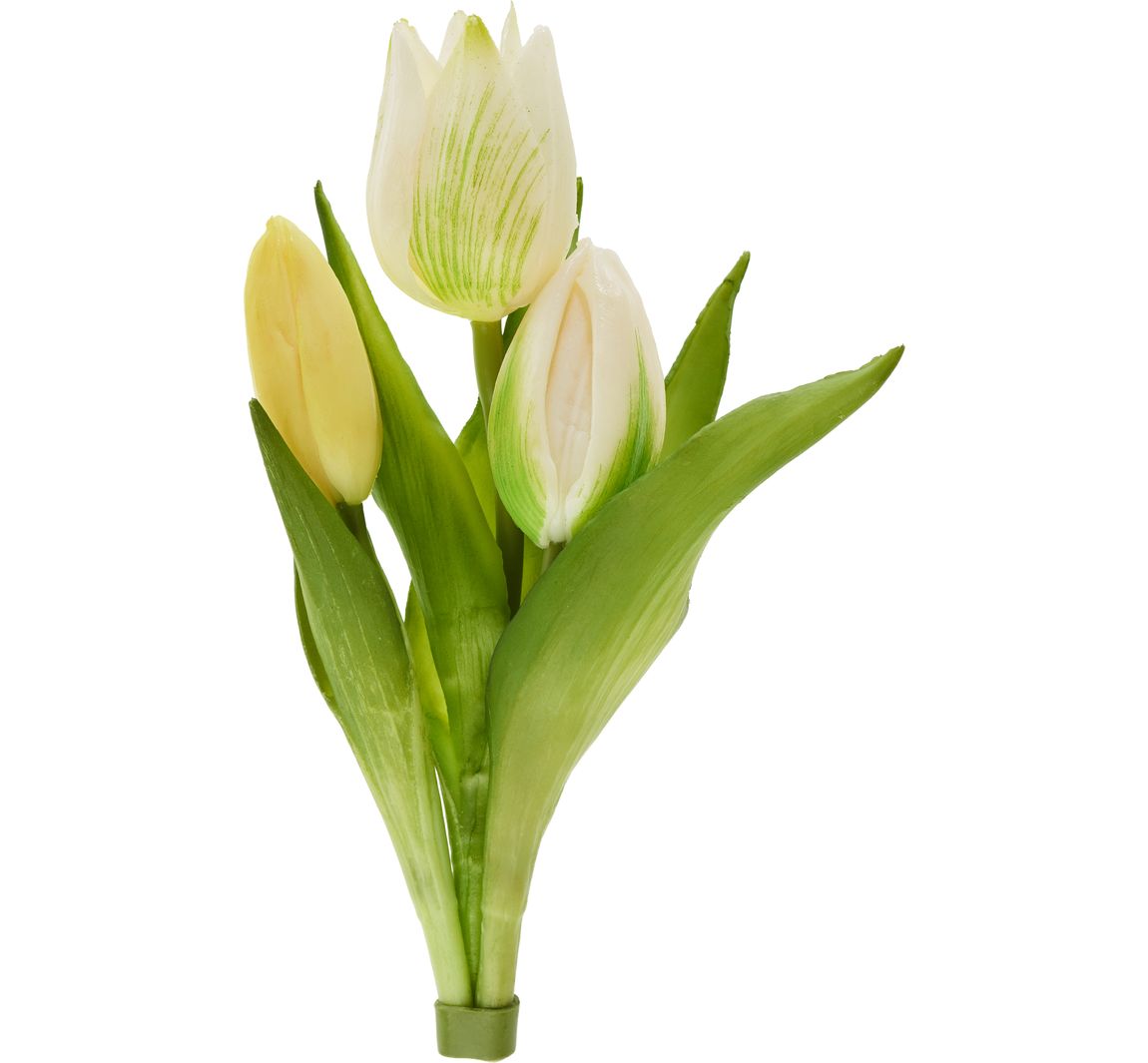 Tulpen bos "Sally" - Cream