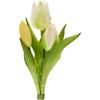 Tulpen bos "Sally" Cream