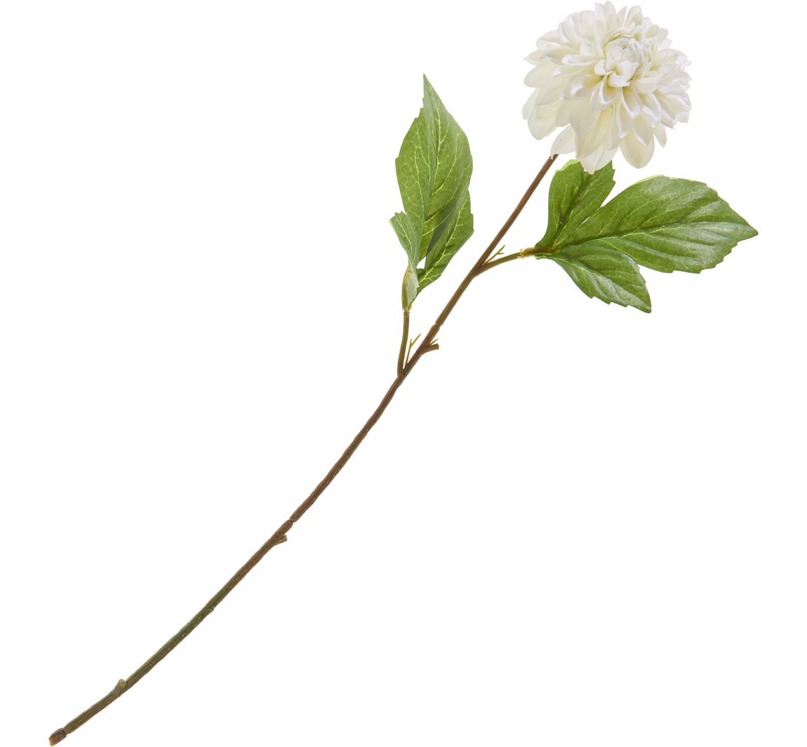 Dahlia "George Spray - Cream