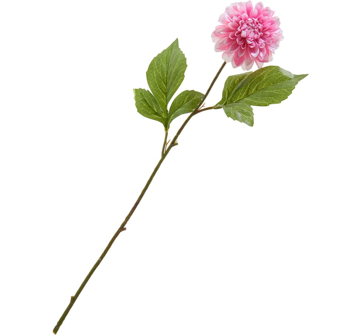 Dahlia "George Spray - Rozig