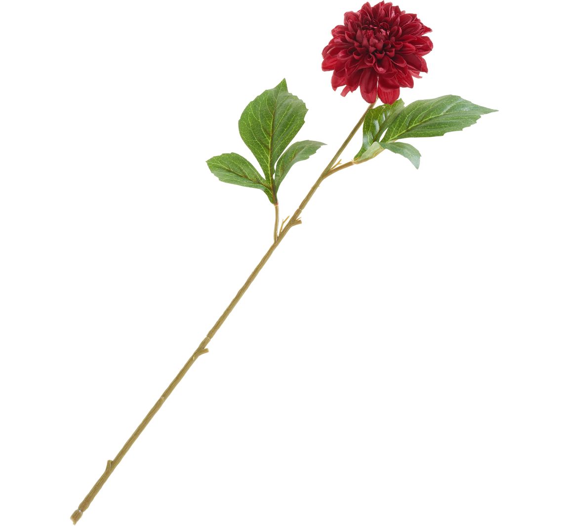 Dahlia "George Spray - Bordeaux