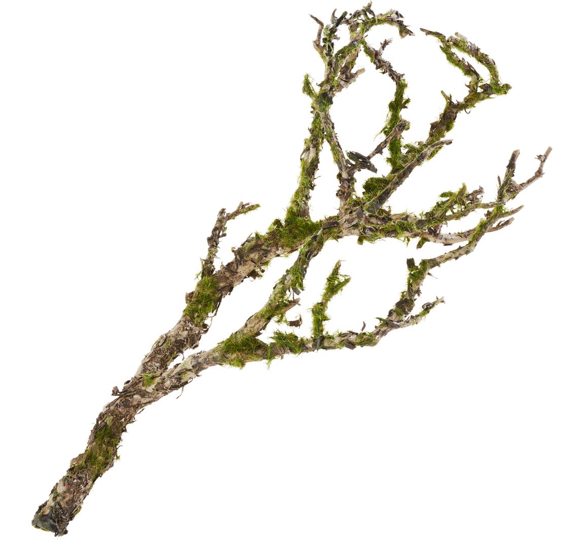 Decoratieve tak - Bruin