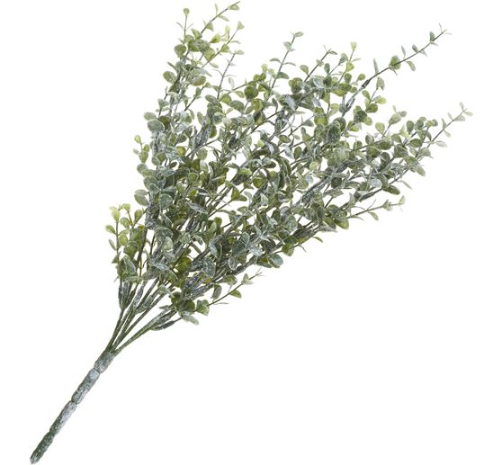 Eucalyptusstruik