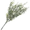 Eucalyptusstruik Lichtgroen