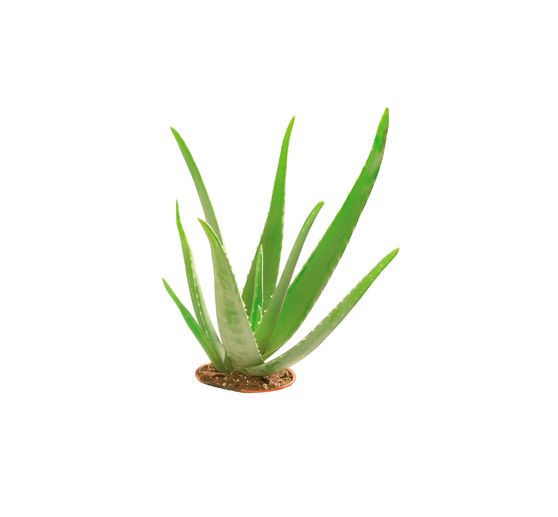 Glycerine organic soap "Aloe Vera", transparent