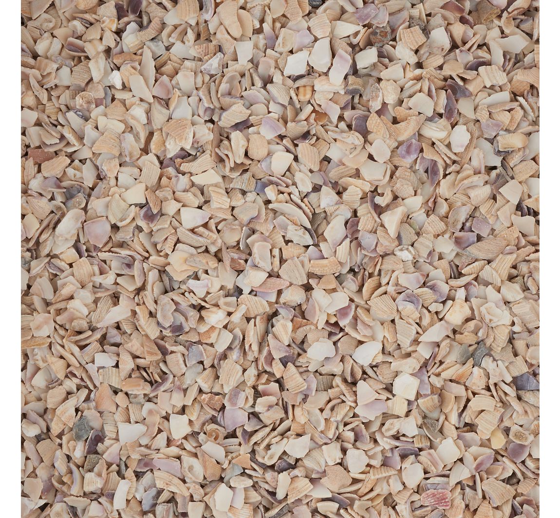Mosselkorrels - Natuur