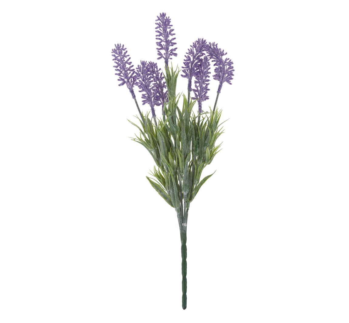 VBS Lavendel pluk "Lavendula"