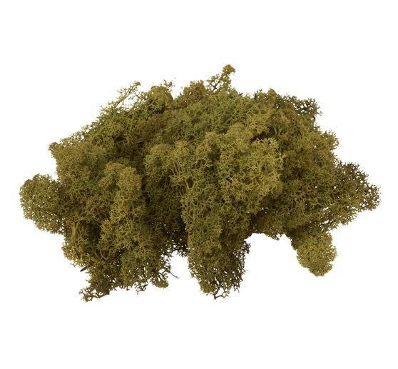 VBS Ijsland mos, 100 g